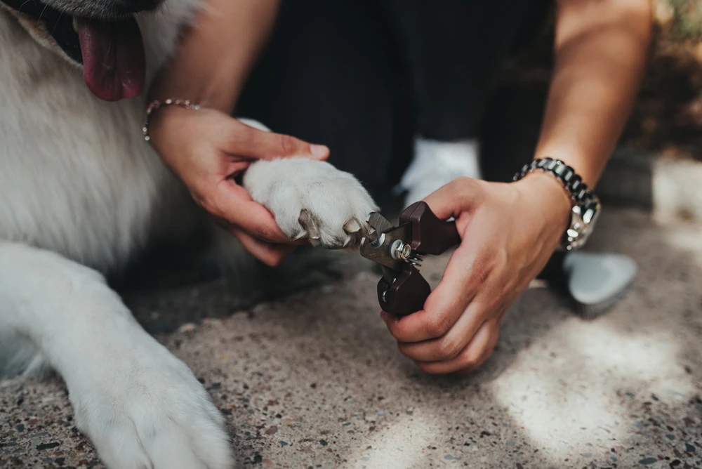 Hunter Tronchesine Per Unghie 5 Hunter Tronchesine Per Unghie - immagine 3